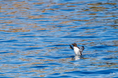 Z1A0219 Z1A0219